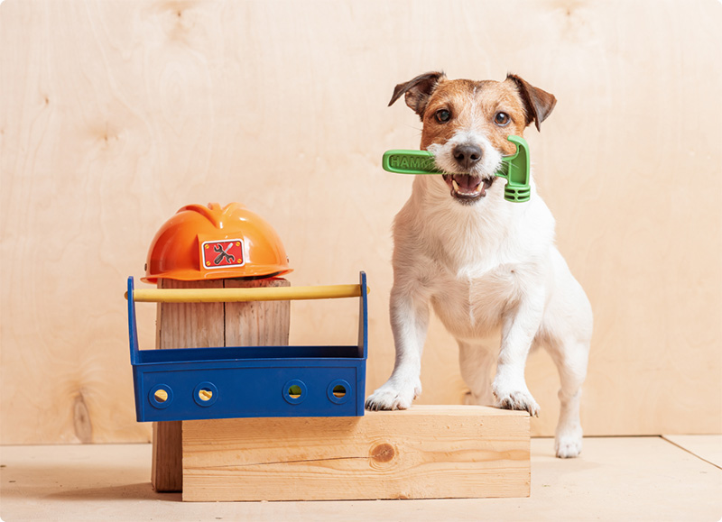 A small dog stands on a wooden plank, holding a green wrench in its mouth. Next to the dog is a blue toolbox and an orange construction helmet. The background is plain wood.
